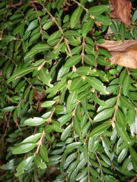 Lonicera pileata P24